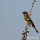 Image of Yellow-breasted Bunting