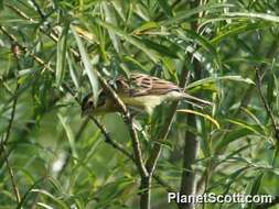 Image of Yellow-breasted Bunting