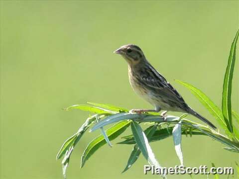 Image of Yellow-breasted Bunting