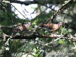 Image of Turtle Doves and Collared Doves