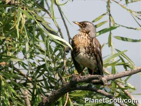 Image of Thrush