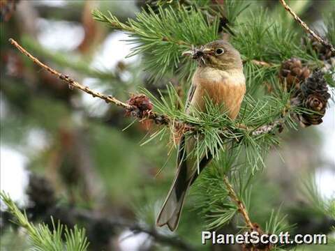 Image of Emberiza Linnaeus 1758