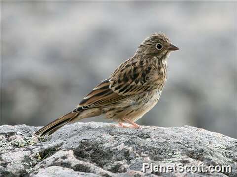 Image of Emberiza Linnaeus 1758