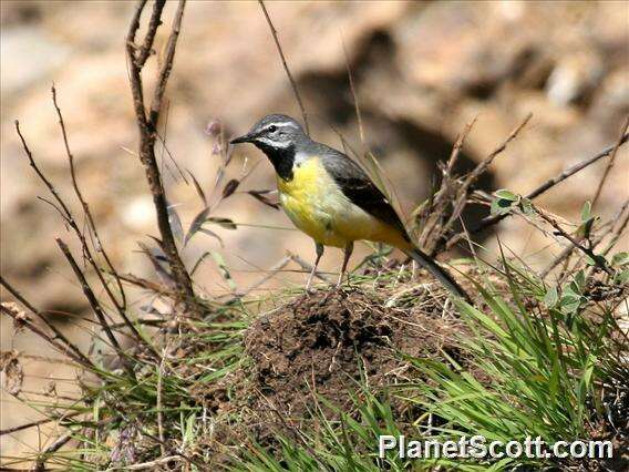 Image of Motacilla Linnaeus 1758