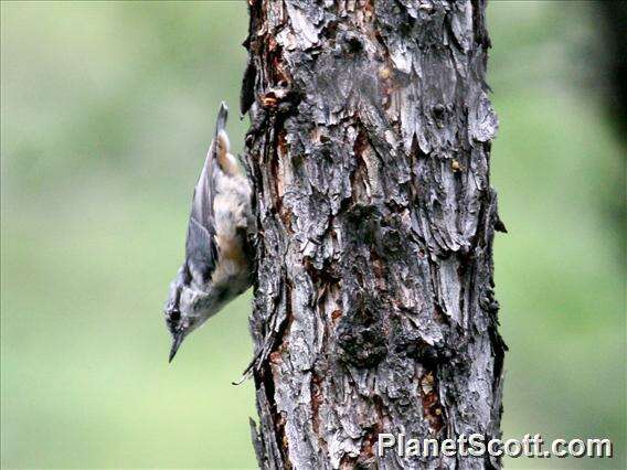 Image of nuthatches and relatives