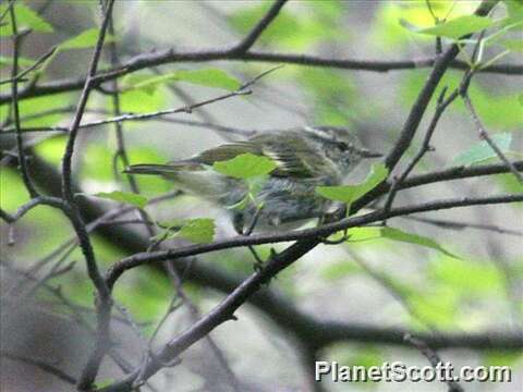 Image of Phylloscopus Boie & F 1826