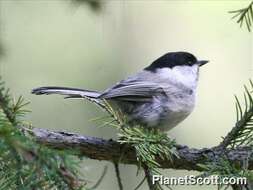 Image of Chickadee