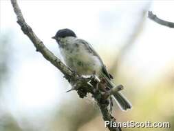 Image of Chickadee