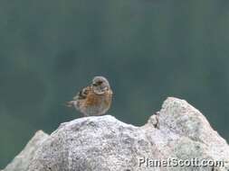 Image of accentors