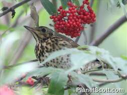 Image of Thrush