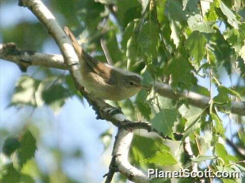 Image of Dusky Warbler