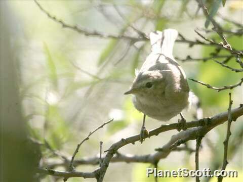 Image of Phylloscopus Boie & F 1826