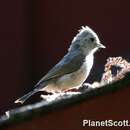 Image of Oak Titmouse