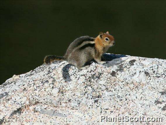 Imagem de Callospermophilus Merriam 1897