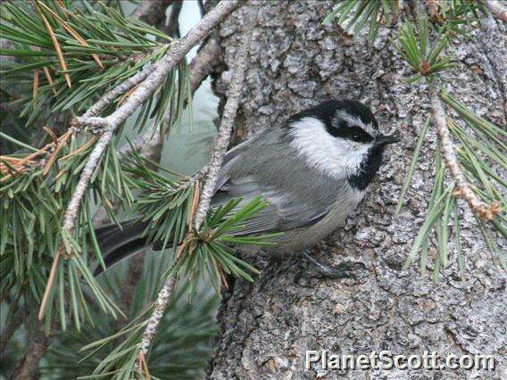 Image of Chickadee