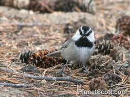 Image of Chickadee