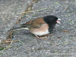 Image of juncos