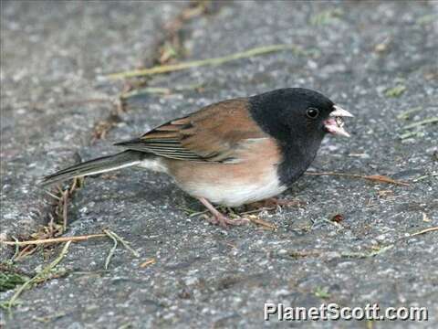 Image de Junco Wagler 1831