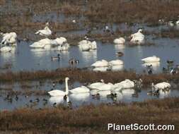 Image de Cygne