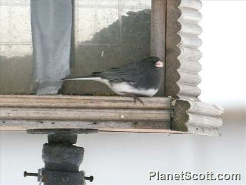 Image of juncos