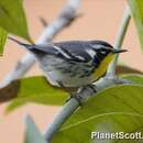 Image of Yellow-throated Warbler