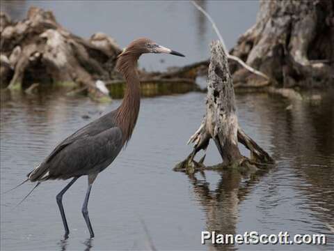 Image of Egretta Forster & T 1817