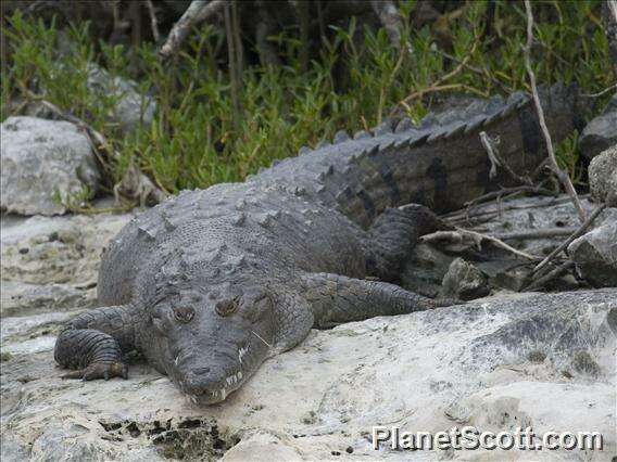 Imagem de Crocodylus