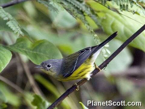 Image of Setophaga Swainson 1827