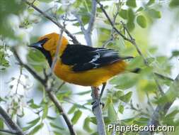 Image of New World orioles