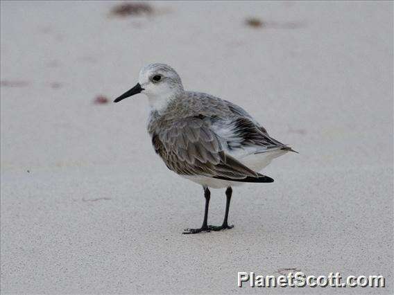 Image of Calidris Merrem 1804