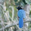 Image of Yucatan Jay