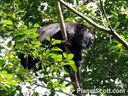 Image of Alouatta Lacépède 1799