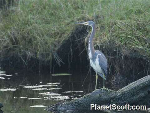 Image of Egretta Forster & T 1817