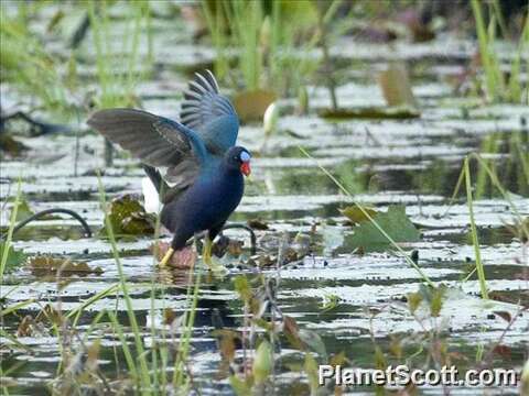 Image of Swamphen