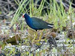 Image of Swamphen