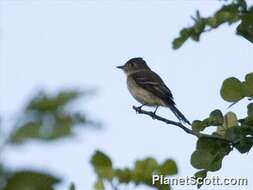 Image of Empidonax Cabanis 1855