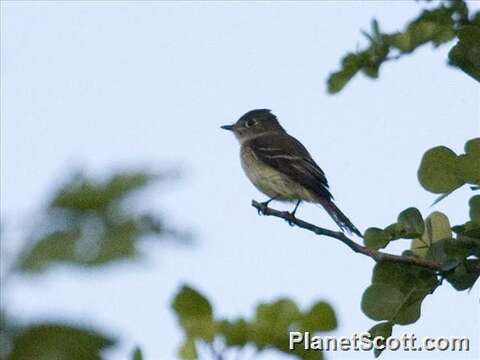 Image de Empidonax Cabanis 1855