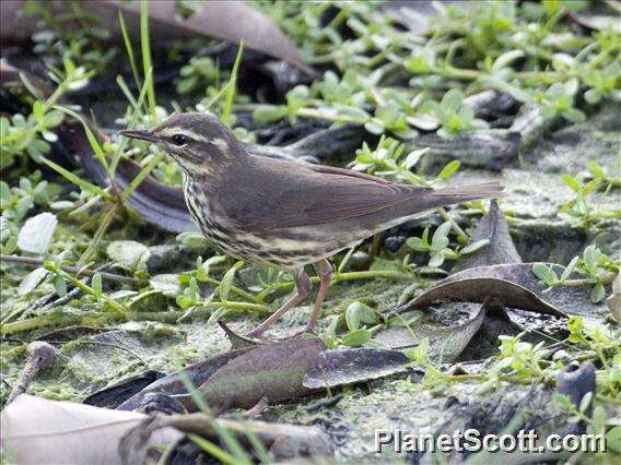 Image of waterthrush