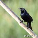 Image of Melodious Blackbird