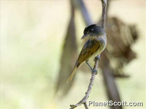 Image of Pachyramphus Gray & GR 1839