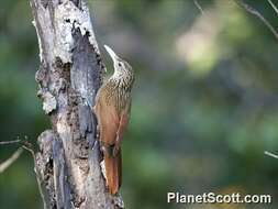 Imagem de Xiphorhynchus Swainson 1827