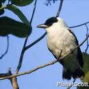 Image of Black-crowned Tityra