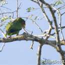 صورة Amazona xantholora (Gray & GR 1859)