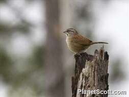 Plancia ëd Aimophila Swainson 1837