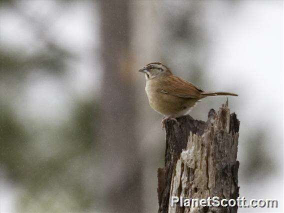 Aimophila Swainson 1837 resmi