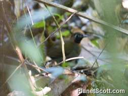 Image of antthrushes and antpittas