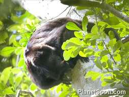 Image of Howler Monkeys