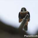 Image of Orange-breasted Falcon