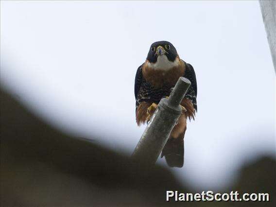 Image of Orange-breasted Falcon