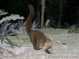 Image of Coati